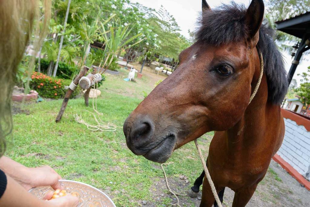 Cowboy Farm Resort Pattaya Banhuajjaj Kültér fotó